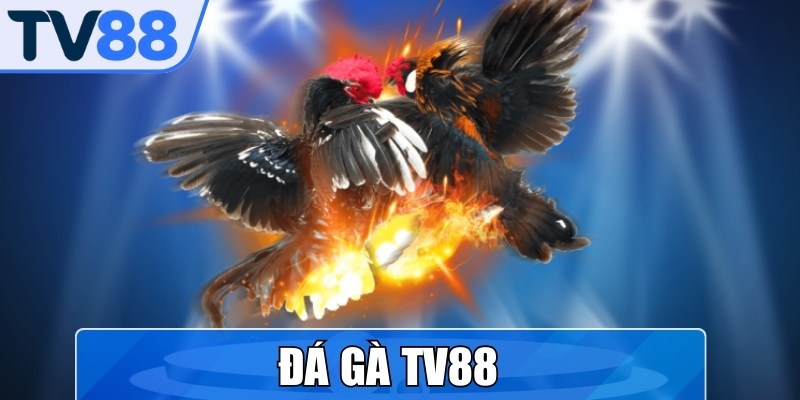 Đá Gà TV88
